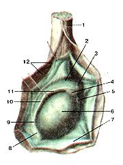 
  Рис. 225. Яичко (testis) и придаток яичка (epididy-mus). Латеральная сторона. 
  Оболочки яичка вскрыты. 1-семенной канатик; 2-го-ловка придатка яичка; 3-принесок 
  придатка яичка; 4-верхняя связка придатка яичка; 5-привесок яичка; 6-яичко; 
  7-влага-лищная оболочка яичка; 8-нижняя связка придатка яичка; 9-хвост придатка 
  яичка; 10-пазуха придатка яичка; 11-тело придатка яичка; 12-внутренняя семенная 
  фасция.
  Fig. 225. Яичко и придаток яичка. Латеральная сторона. Оболочки яичка вскрыты. 
  1-funiculus spermaticus; 2-caput epididymidis; 3-appendix epi-didymidis; 4-lig.epididymidis 
  superius; 5-appendix testis; 6-testis; 7-taatar ^Tptn.?».* u<i:: S-lif.fpididymidix 
  inferius: 9-cauda epididymidis; 10-sinus epididymidis; ((-corpus epiifK/ym/i/A:- 
  /J-faa-jy spermatica interna.
  Fig. 225. Testis and epididymis. Lateral side. Tunics of testis are opened.
  I-spermatic cord; 2-head of epididymis; 3-appendix of epididymis; 4-
  superior ligament of epididymis; 5-appendix of testis; 6-testis; 7-tunica